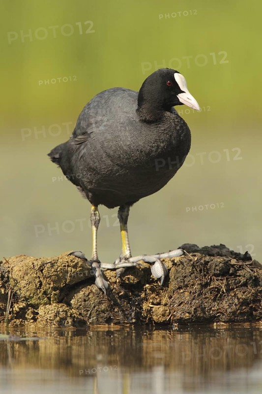 Eurasian Coot (Fulica atra), Hungary