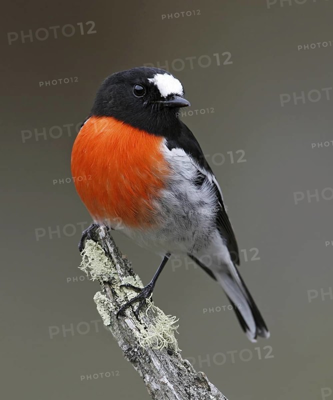 Scarlet Robin (Petroica boodang) male, Victoria, Australia