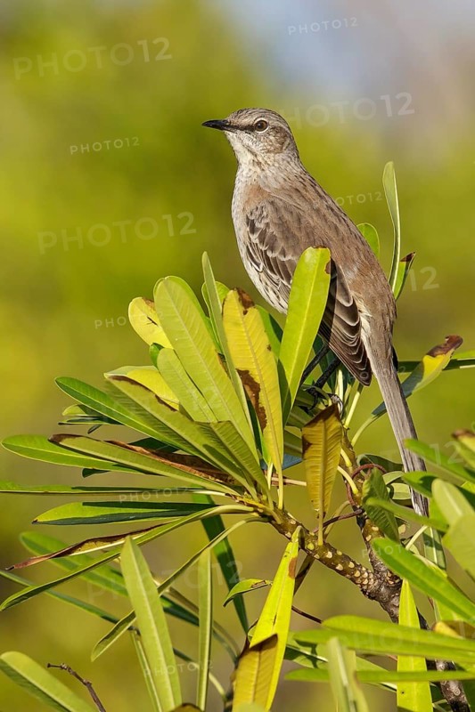 Bahama mockingbird (Mimus gundlachii) perched on a branch in Cuba