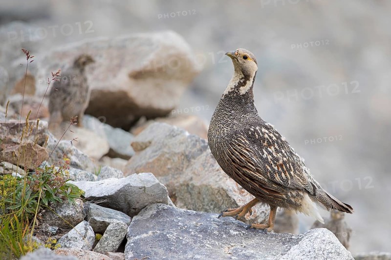 Caucasian Snowcock (Tetraogallus caucasicus) female with chicks on rocks, Caucasus, Russia