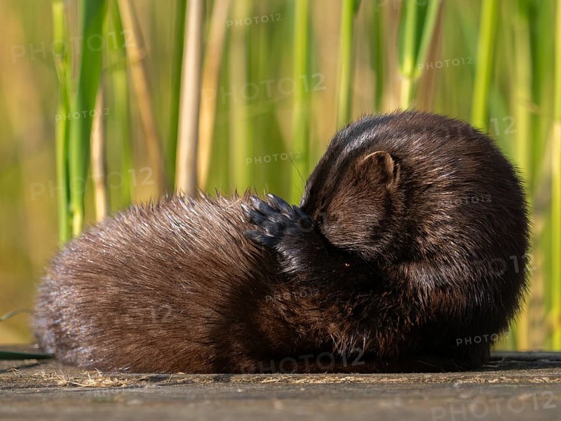 A mink grooming its fur