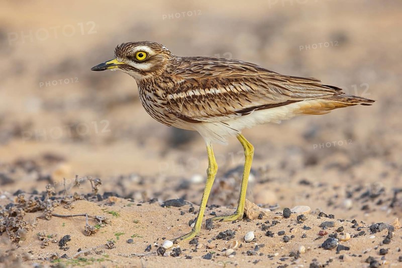 Curlew, Animals, Birds, (Burhinus oedicnemus), Biotope, Habitat, Foraging, Curlew family, Canary Islands, Lanzarote, Canary Islands, Spain