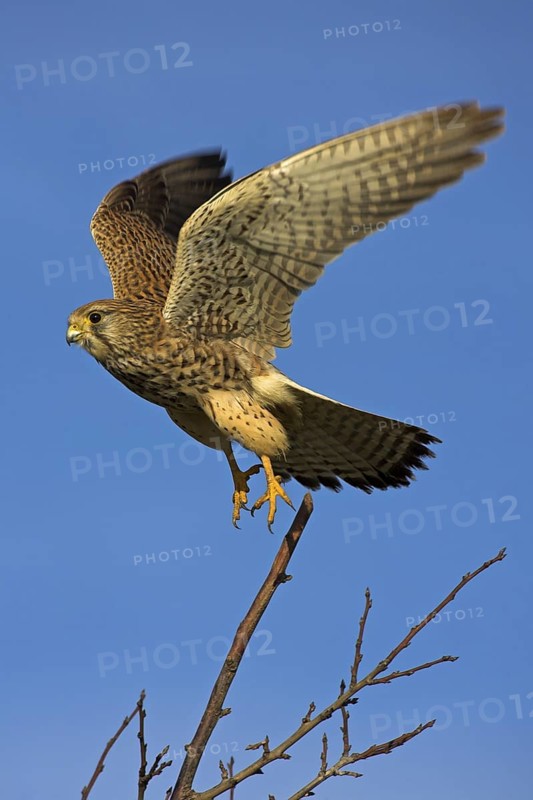 Common Kestrel (Falco tinnunculus) female, Rhineland-Palatinate, Germany