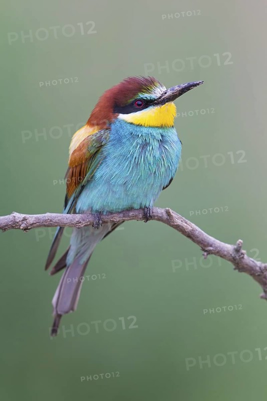 Bee-eater, (Merops apiaster), Animals, Birds, Raptor family, Perching station, Muselievo, Muselievo, Pleven, Bulgaria