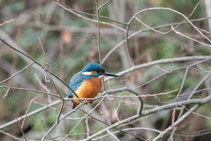 A vividly colored kingfisher sits attentively on a twig amidst a tangle of bare branches in a forest, showcasing its striking blue and orange plumage