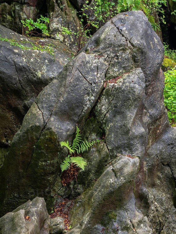 Fern on a rock in the Felsenmeer nature reserve, near Hemer in Sauerland