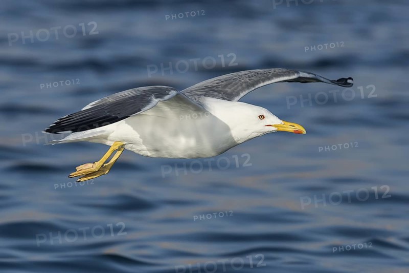 Baraba Gull (Larus fuscus barabensis) flying, Eilat, Israel