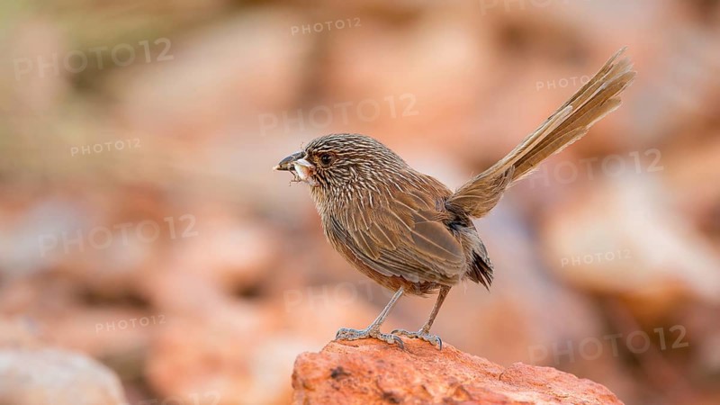 Kalkadoon Grasswren (Amytornis ballarae) perched on a rock, Queensland, Australia