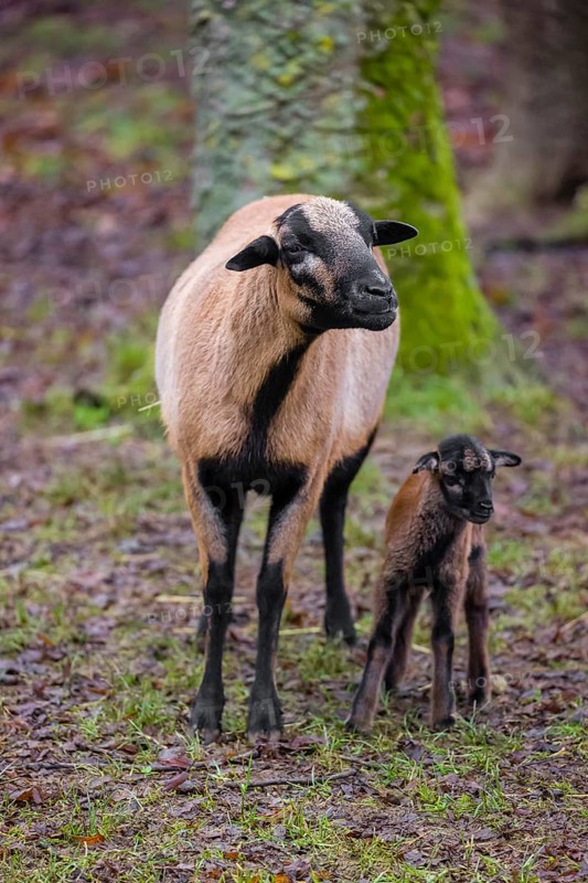 A female Cameroon or Cameroon Dwarf sheep, Ovis gmelini aries, and its lamb stand on a forest edge