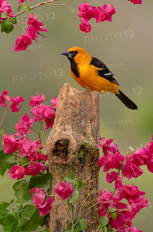 Altamira Oriole (Icterus gularis) perched on a stump amongst flowers, Texas, USA