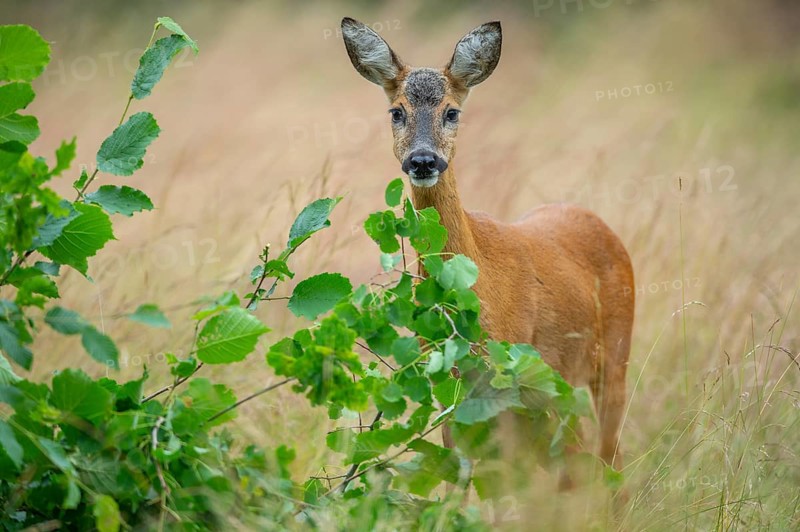 Female roe deer (Capreolus capreolus) in a meadow, grazing on a leaf, feeding, browsing, Vechta, Lower Saxony, Germany