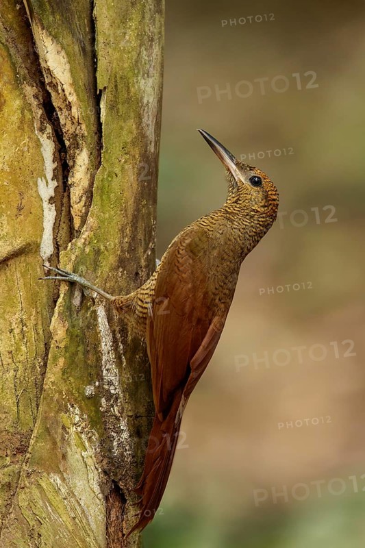 Northern Barred Woodcreeper (Dendrocolaptes sanctithomae) perched on a branch in Guatemala in Central America