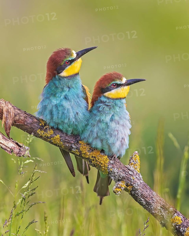 Bee-eater (Merops apiaster) pair, male and female, mating, pair formation, sitting and resting together on a branch, Middle Elbe Biosphere Reserve, Saxony-Anhalt, Germany