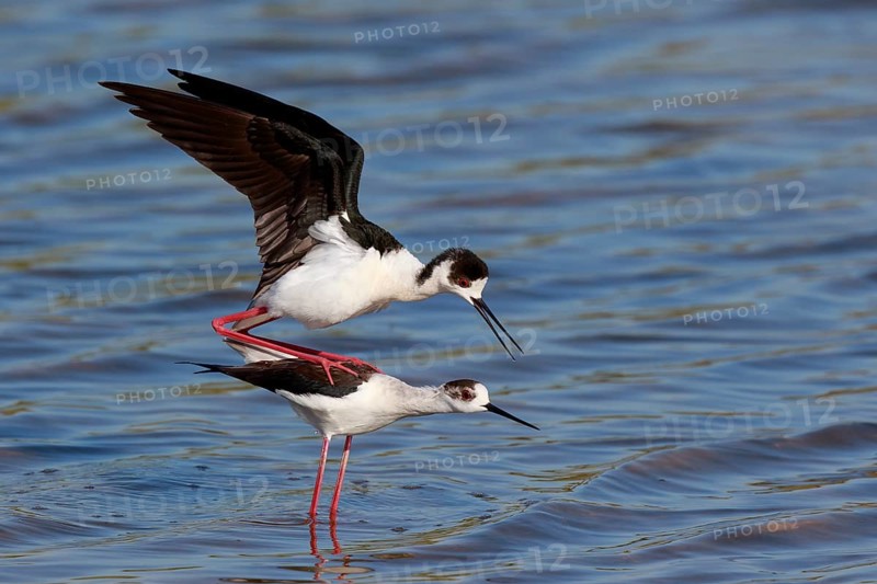 Black-winged Stilt (Himantopus himantopus) pair mating, Greece
