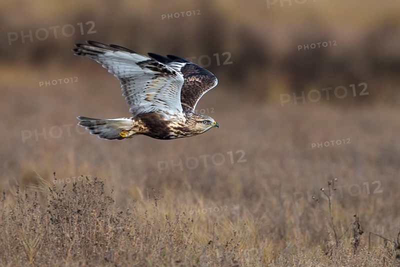 Rough-legged Hawk (Buteo lagopus) at Nanimo River Estuary