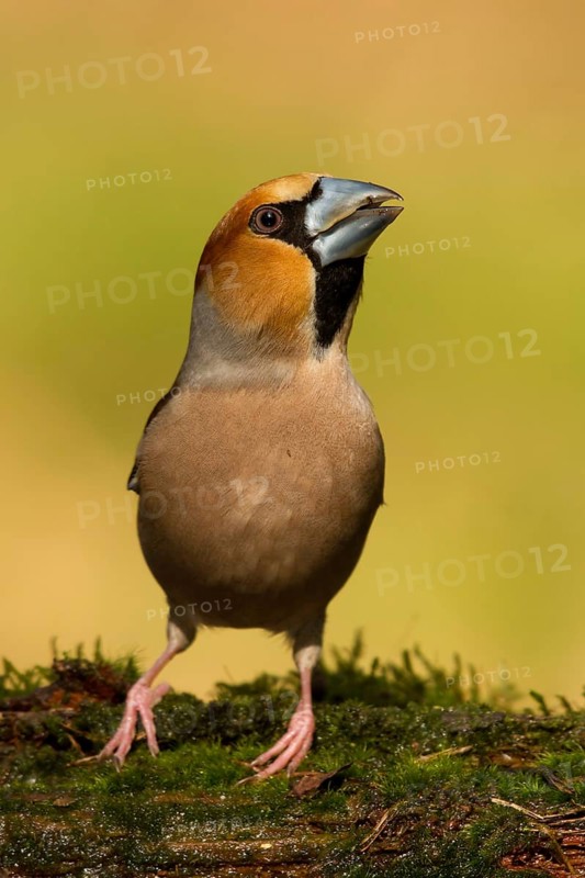 Hawfinch (Coccothraustes coccothraustes) male perched on mossy ground, Utrecht, Netherlands