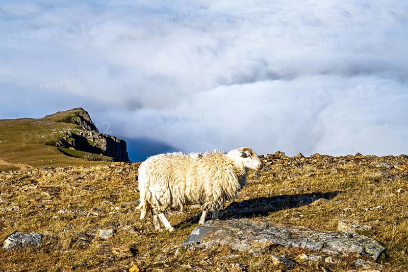 Sheeps on Snowdon Massif, Snowdon Range, Snowdonia, North Wales, UK