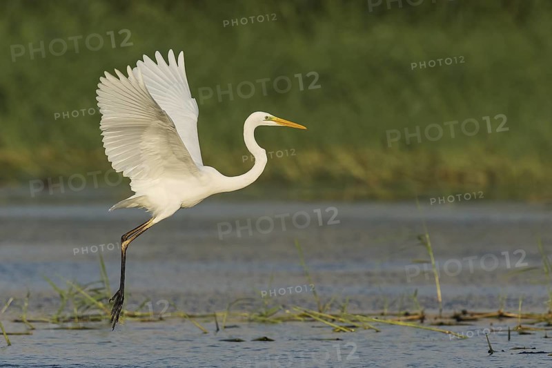 Great Egret (Ardea alba) flying, Eilat, Israel
