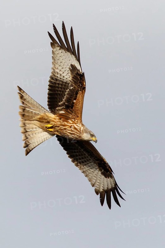Red Kite (Milvus milvus), in flight, Catile and Leon, Spain