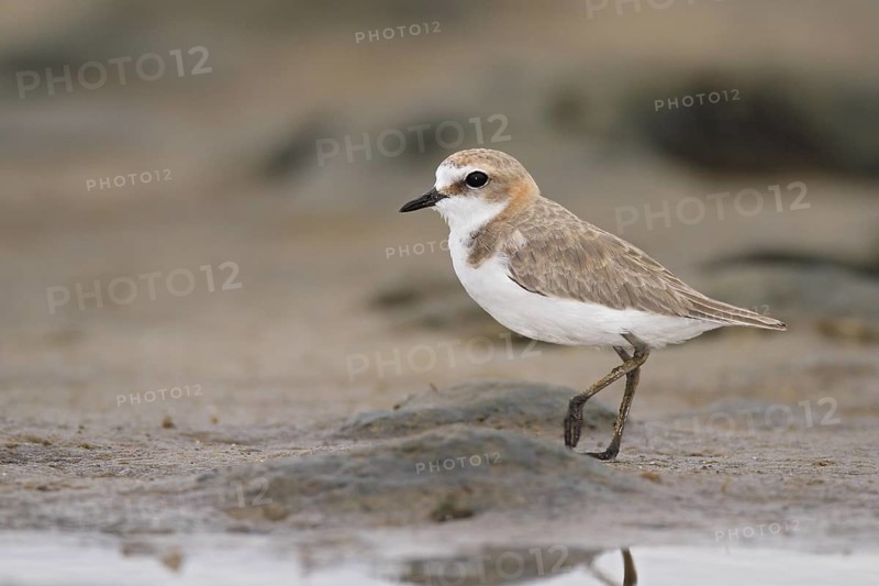 Red-capped Plover (Charadrius ruficapillus), Western Australia, Australia