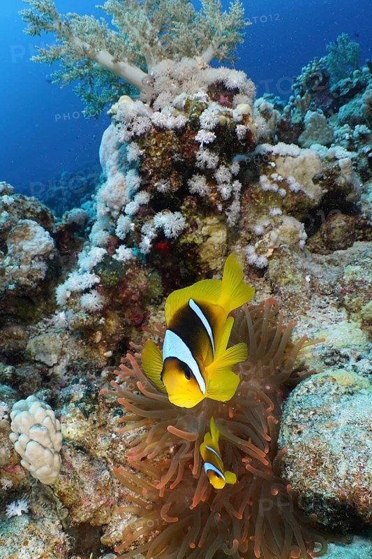 Red sea anemonefish (Amphiprion bicinctus)