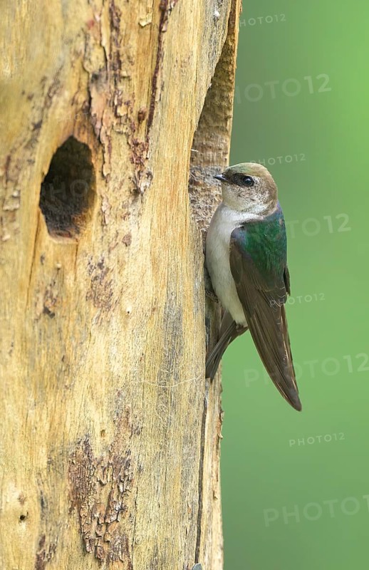 Violet-green Swallow (Tachycineta thalassina) at the nesting cavity in a tree trunk, Colorado, USA