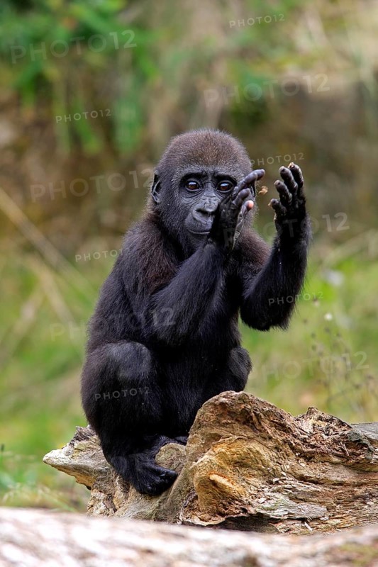 Western gorilla (Gorilla gorilla), young animal, clapping its hands