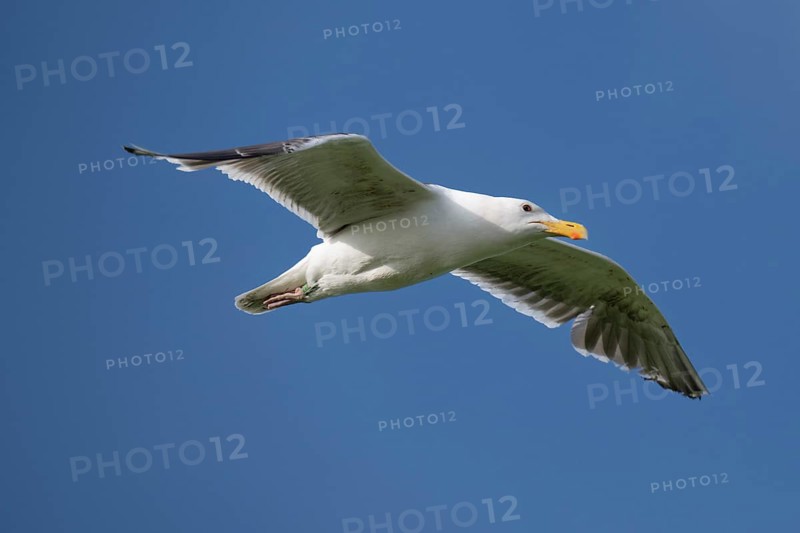 Herring Gull (Larus argentatus) in flight, North Friesland, Schleswig-Holstein, Germany