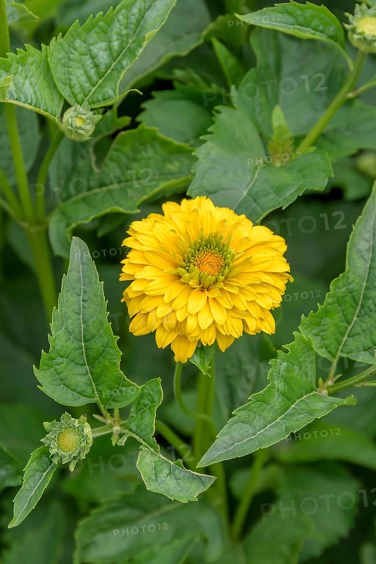 Stuffed sun-eye (Heliopsis helianthoides 'Goldgrünherz'),  Sweden