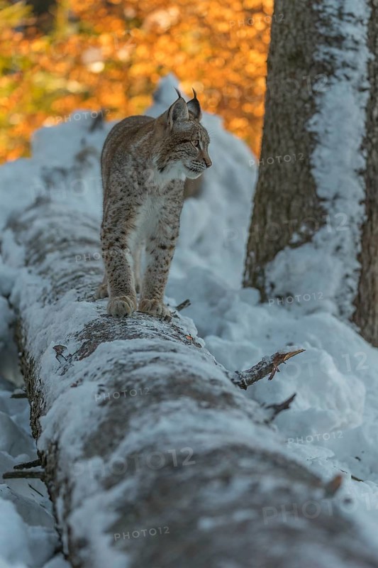 One young male Eurasian lynx, (Lynx lynx), balancing over a snow covered fallen tree in a forest in early morning light