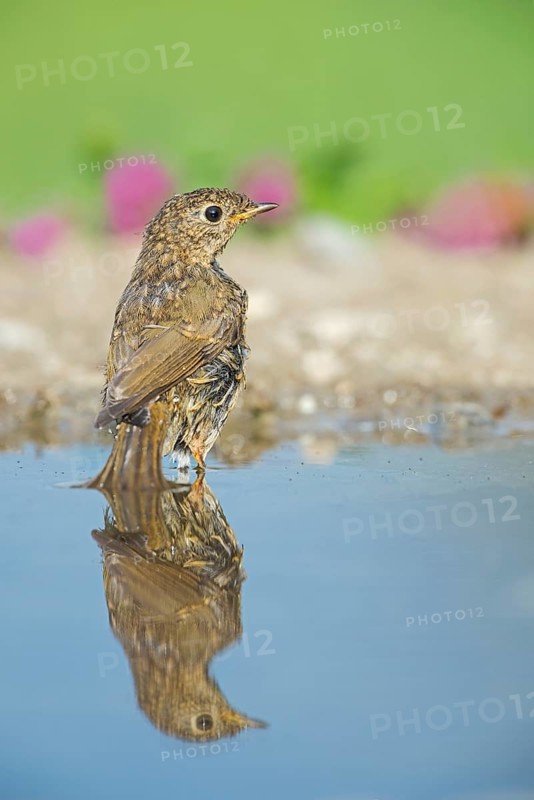 European Robin (Erithacus rubecula) juvenile at a waterhole, Aosta Valley, Italy