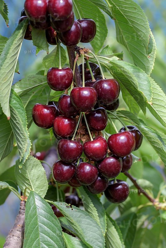 Sweet cherry (Prunus avium 'Kool 2' ?),  Austria