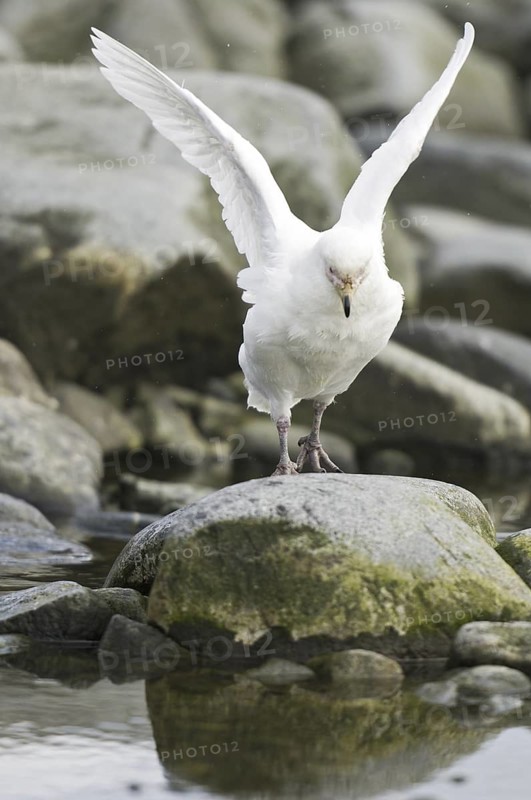 Snowy Sheathbill (Chionis albus), Antarctica