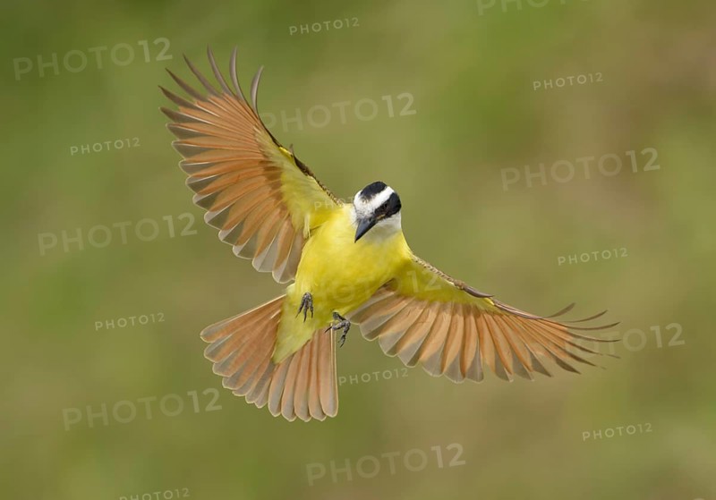 Great Kiskadee (Pitangus sulphuratus) flying, Texas, USA
