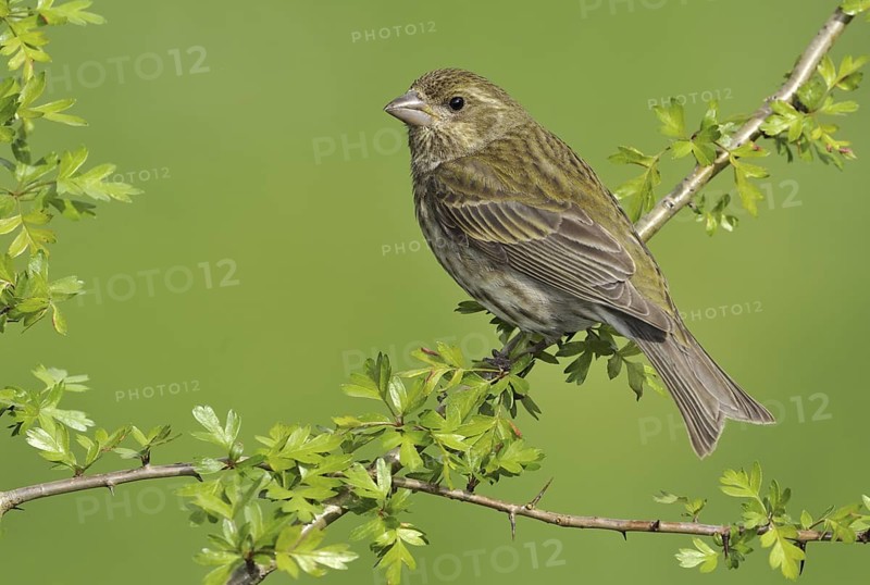 Purple Finch (Haemorhous purpureus) female, British Columbia, Canada