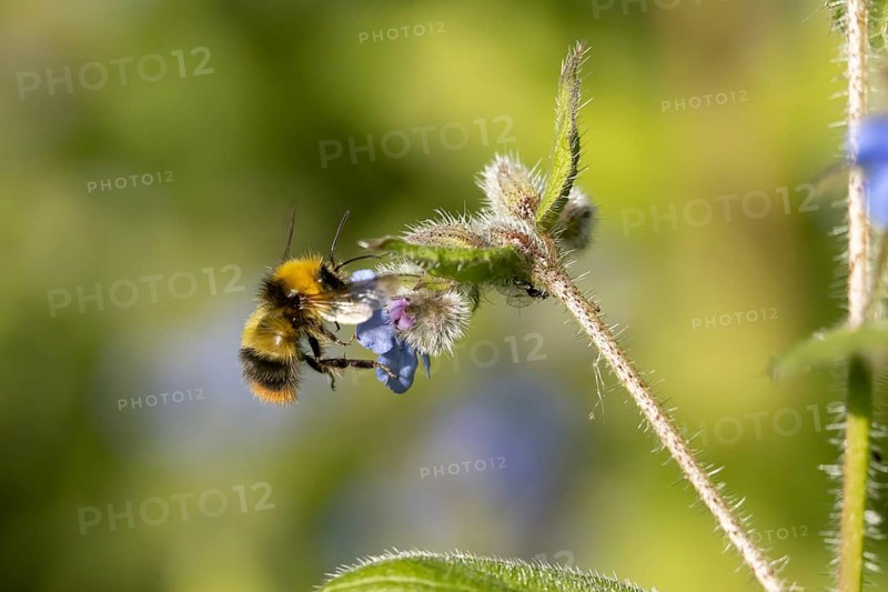 Early bumblebee (Bombus pratorum) adult bee insect feeding on a garden Green alkanet flower in summer, England, United Kingdom