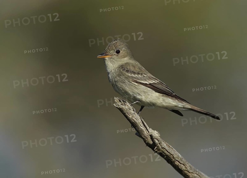 Eastern Wood Pewee (Contopus virens), Wisconsin, USA