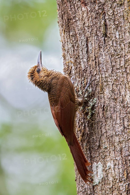Northern Barred Woodcreeper (Dendrocolaptes sanctithomae) perched on a branch in Costa Rica