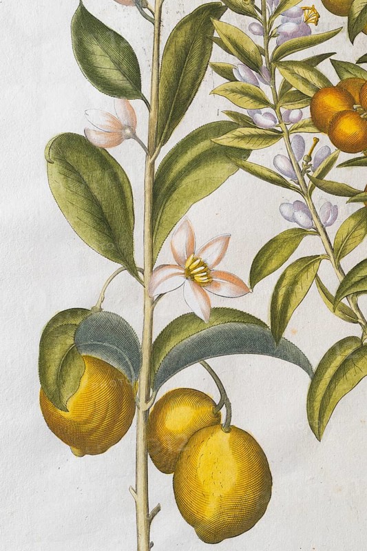 Lemons with flowers, hand-coloured copperplate engraving by Basilius Besler, from Hortus Eystettensis, 1613