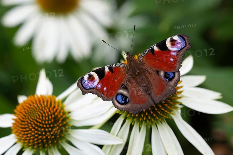 Peacock butterfly (Aglais io) adult insect feeding on a garden Coneflower (Echinacea spp) flower in summer, Suffolk, England, United Kingdom
