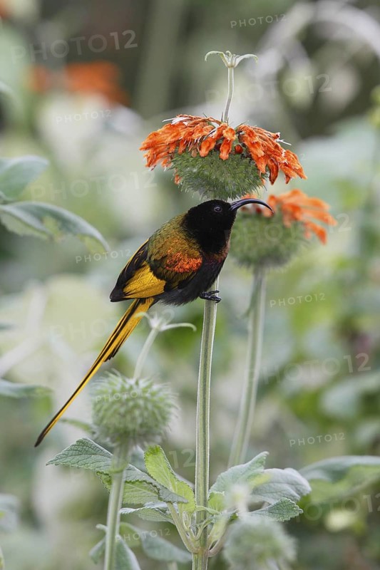 Golden-winged sunbird, Drepanorhynchus reichenowi