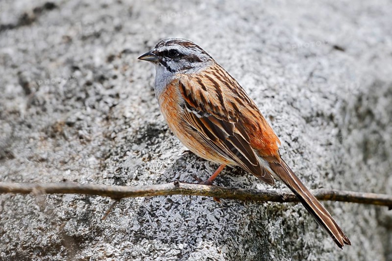 Rock Bunting (Emberiza cia), male, Algarve, Portugal