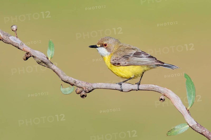White-throated Gerygone (Gerygone olivacea), New South Wales, Australia