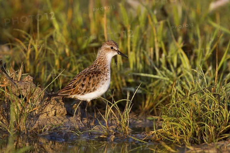 Little Stint (Calidris minuta), Cyprus