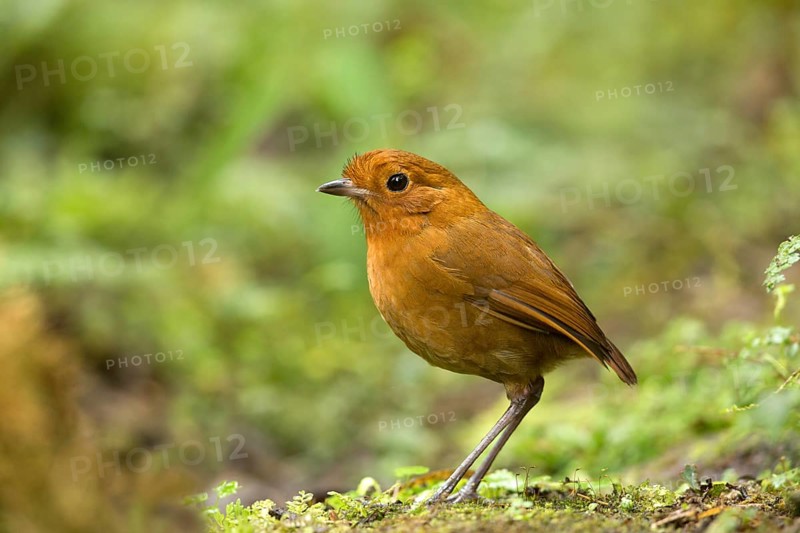 Rufous Antpitta (Grallaria rufula), Tapichalaca Reserve, Ecuador