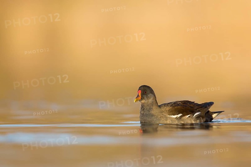 Common Moorhen (Gallinula chloropus), Rhineland-Palatinate, Germany