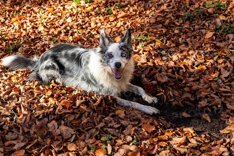 A joyful dog lies on a bed of vibrant autumn leaves, basking in the sun on a crisp morning The perfect scene captures the essence of autumn's beauty and playful spirit
