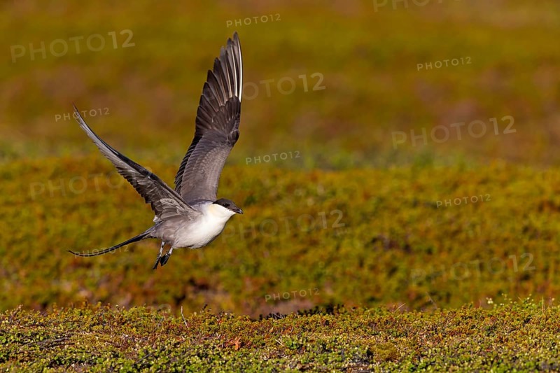 Falkenraubmöwe, Long-tailed Skua, Long-tailed Jaeger, Stercorarius longicaudus, Labbe à longue queue, Págalo Rabero