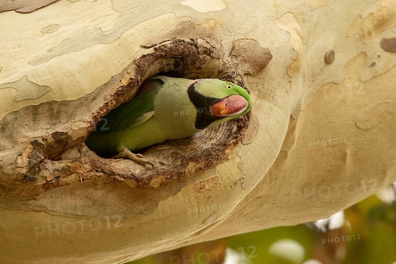Alexandrine Parakeet (Psittacula eupatria) male peering out from nest hole, Hesse, Germany