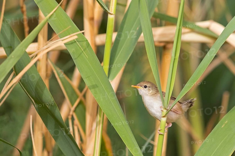 Streifenprinie, Graceful Warbler, Graceful Prinia, Prinia gracilis, Prinia gracile, Alzacola Grácil